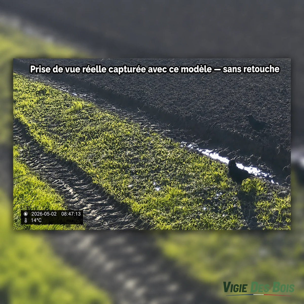 Caméra de Chasse 20 MP Écran LCD – Vision Nocturne 36 LED, Horodatage