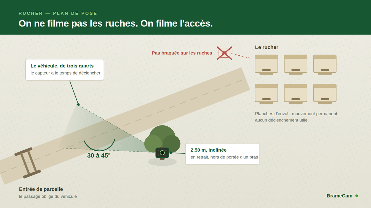 Surveiller un Rucher avec une Caméra : Vols, Prédateurs et Accès