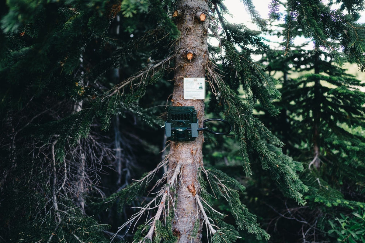 Vigie des Bois Image
