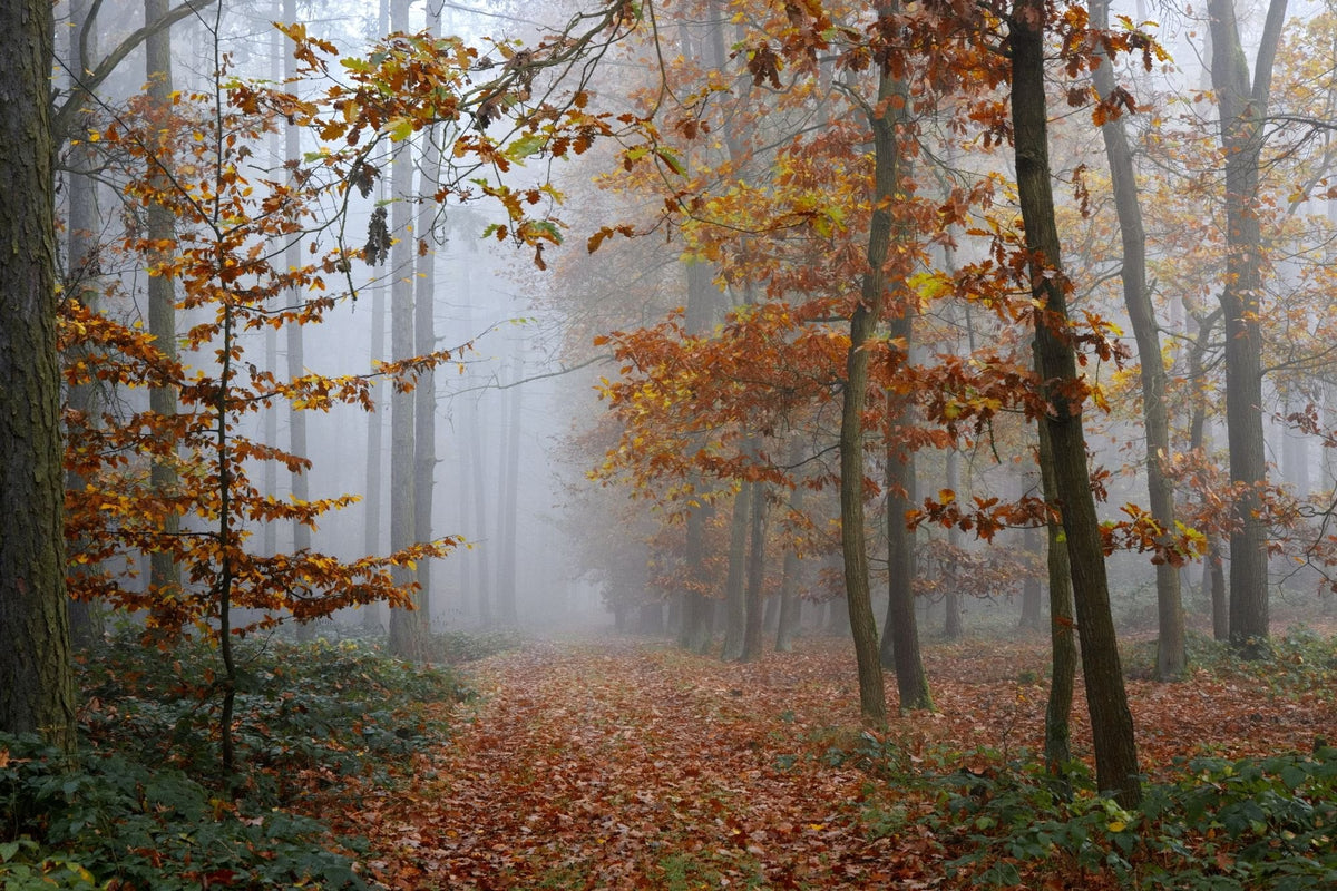 Vigie des Bois Image