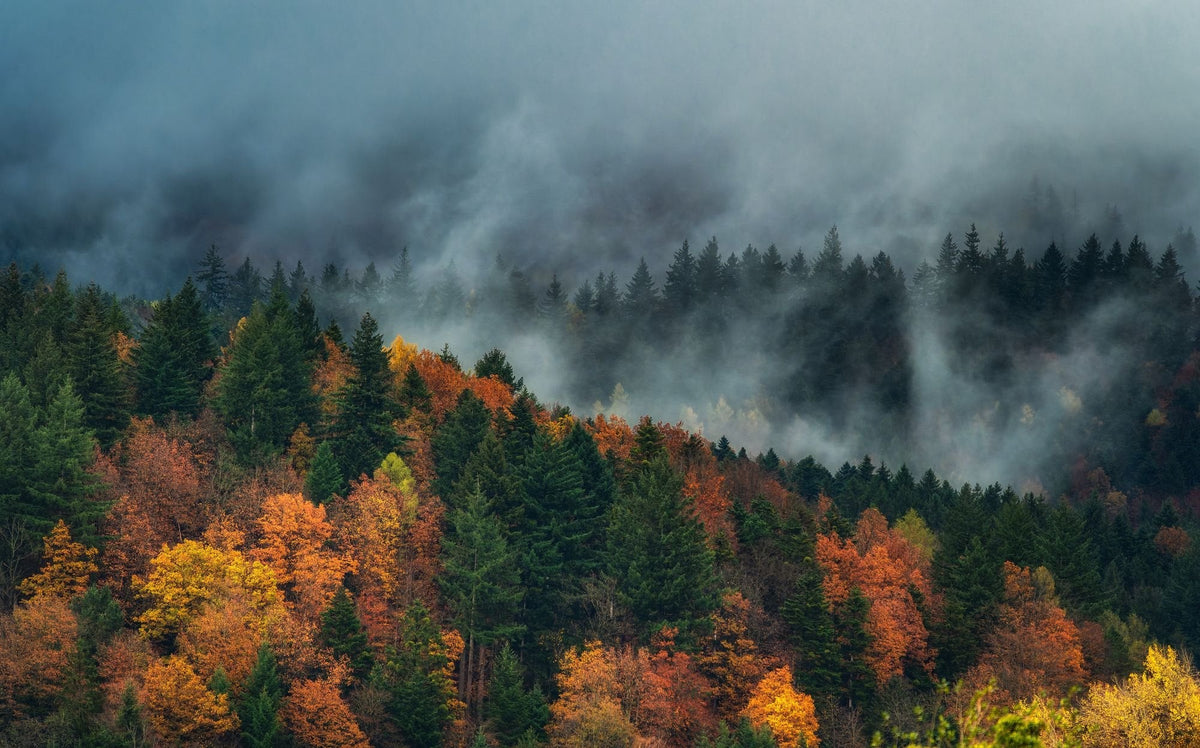Vigie des Bois Image