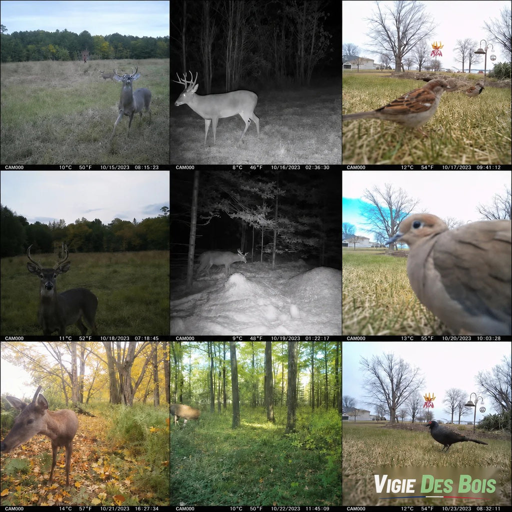 Caméra de Chasse 4G Solaire Extérieure – Sans WiFi ni Abonnement, SIM + MicroSD 128 Go Incluses
