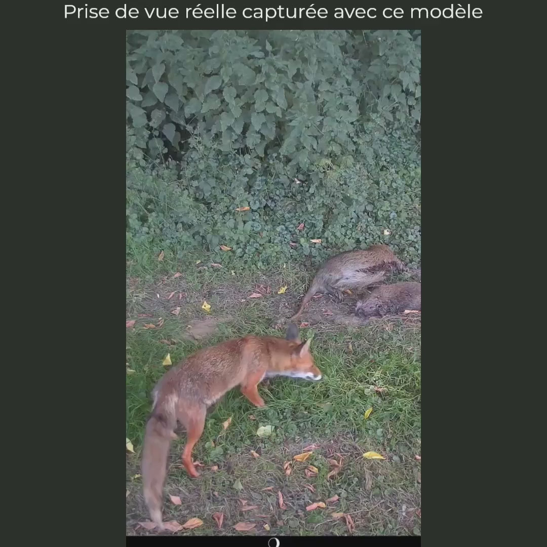 Vidéo