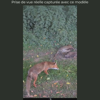 Caméra de chasse 20 MP à écran, vision nocturne 36 LED, horodatage – Coulée