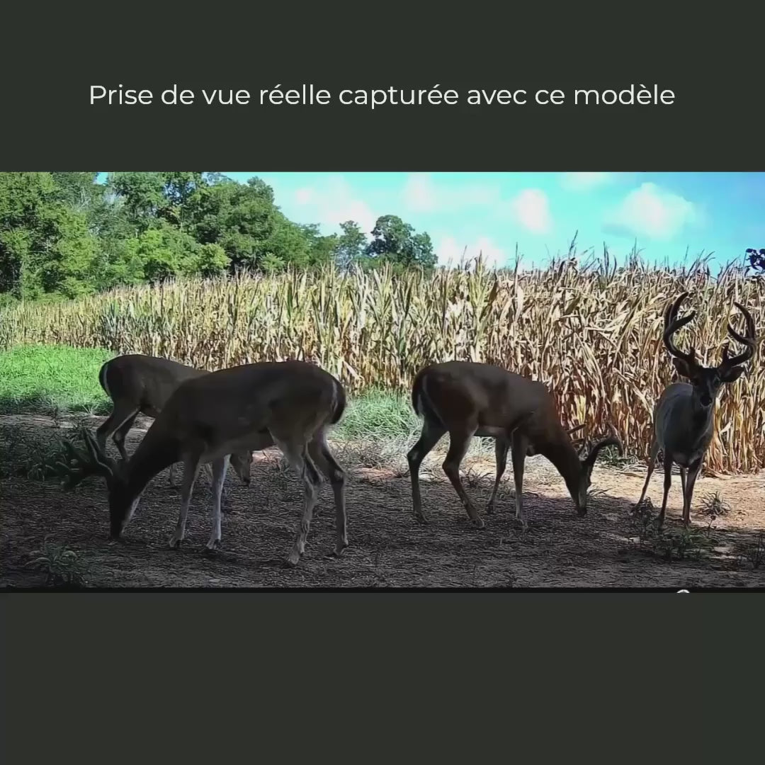 Vidéo
