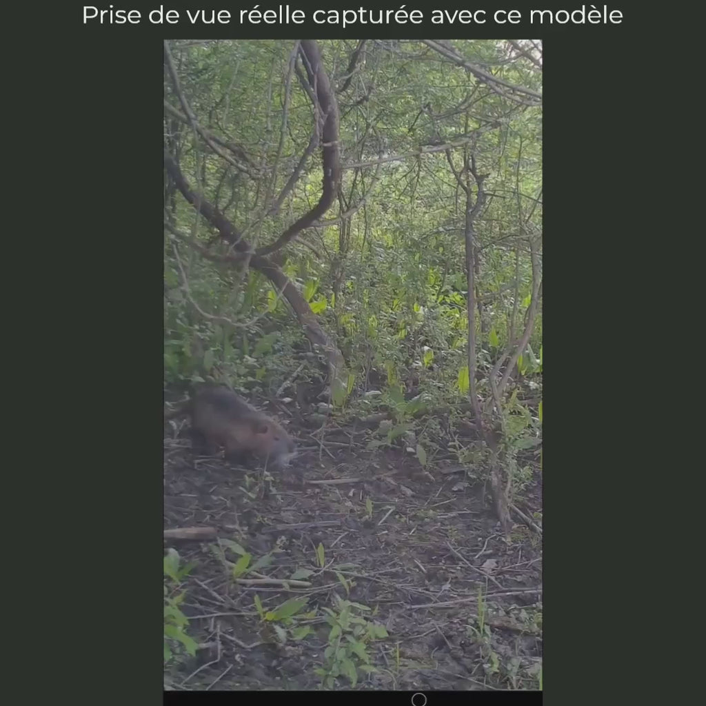 Caméra de Chasse 20 MP Écran LCD – Vision Nocturne 36 LED, Horodatage
