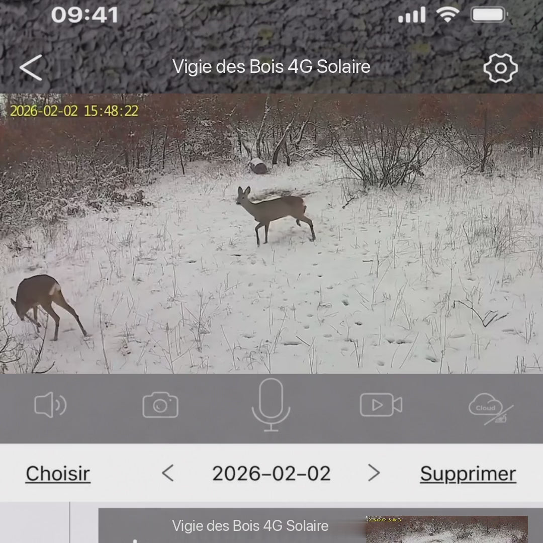 Charger la vidéo: Alerte 4G : chevreuils filmés par la caméra Vigie des Bois 4G Solaire