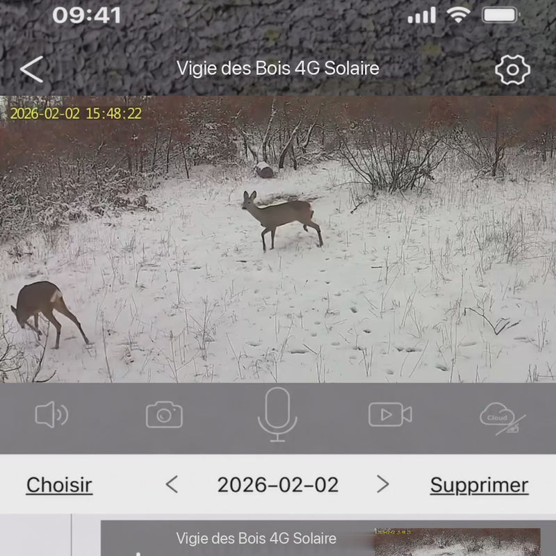Alerte 4G : chevreuils filmés par la caméra Vigie des Bois 4G Solaire