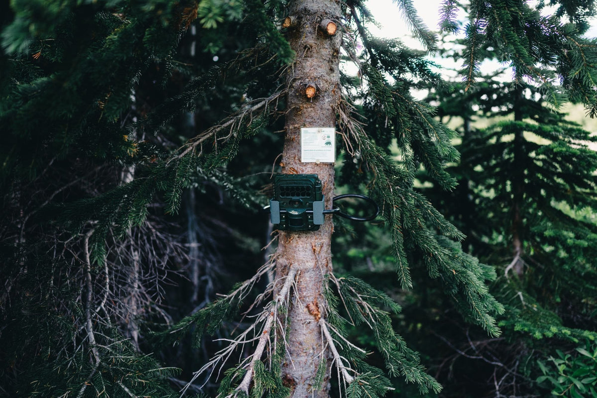 Vigie des Bois